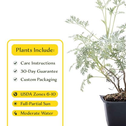 3 Powis Castle Wormwood, Live Plants in 2.5" Cubes (Artemisia 'Powis Castle') Evergreen Perennial Shrub with Finely Textured Silvery Foliage