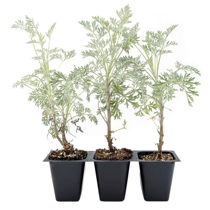 3 Powis Castle Wormwood, Live Plants in 2.5" Cubes (Artemisia 'Powis Castle') Evergreen Perennial Shrub with Finely Textured Silvery Foliage