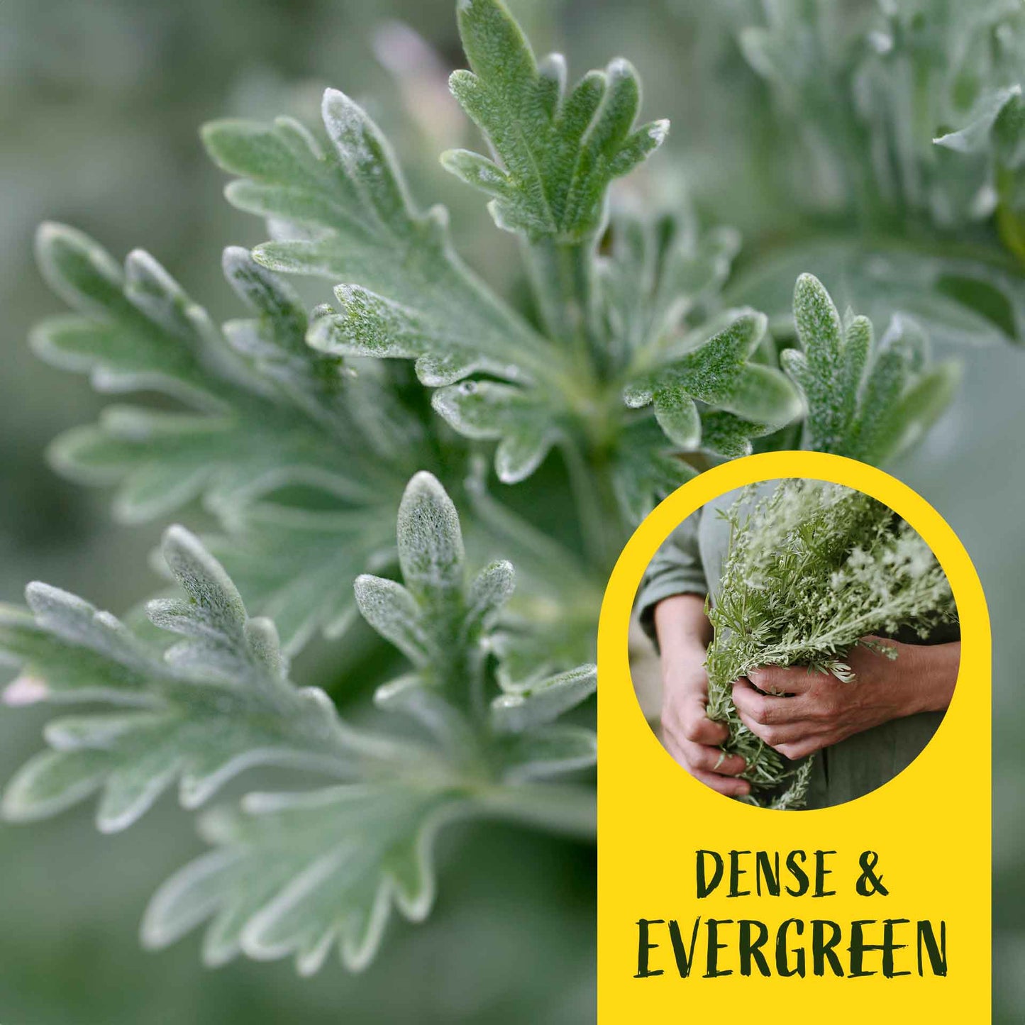 3 Powis Castle Wormwood, Live Plants in 2.5" Cubes (Artemisia 'Powis Castle') Evergreen Perennial Shrub with Finely Textured Silvery Foliage