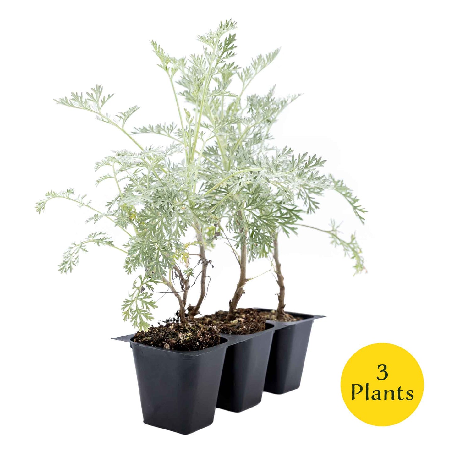 3 Powis Castle Wormwood, Live Plants in 2.5" Cubes (Artemisia 'Powis Castle') Evergreen Perennial Shrub with Finely Textured Silvery Foliage