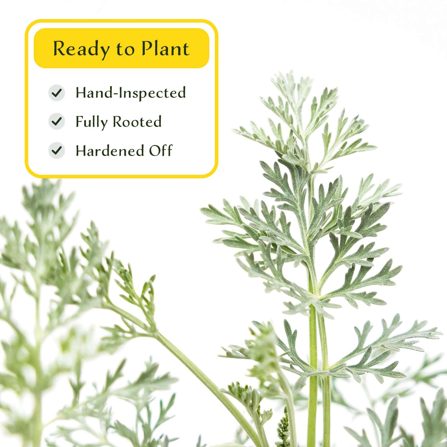 3 Powis Castle Wormwood, Live Plants in 2.5" Cubes (Artemisia 'Powis Castle') Evergreen Perennial Shrub with Finely Textured Silvery Foliage