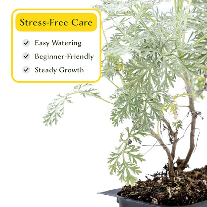3 Powis Castle Wormwood, Live Plants in 2.5" Cubes (Artemisia 'Powis Castle') Evergreen Perennial Shrub with Finely Textured Silvery Foliage