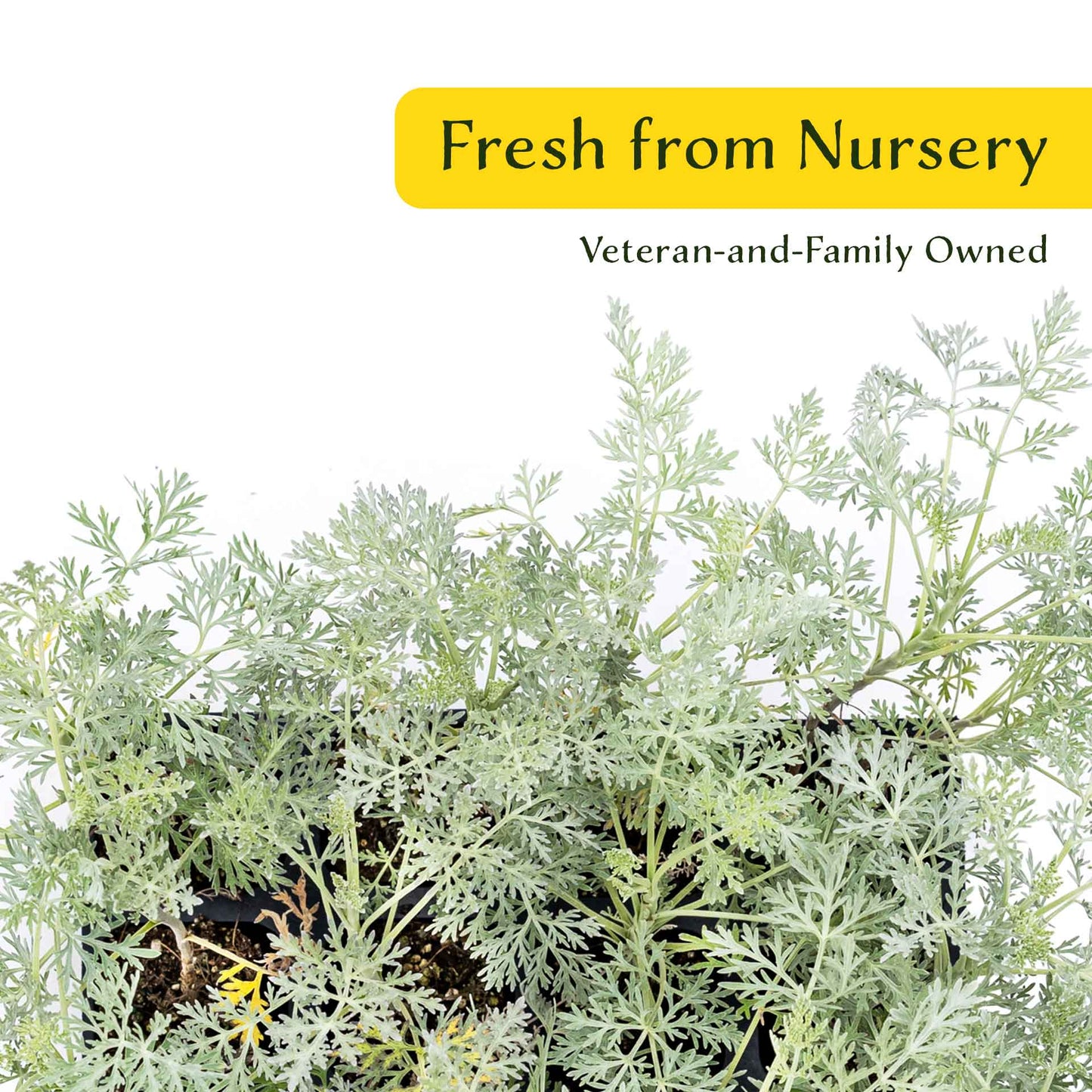 3 Powis Castle Wormwood, Live Plants in 2.5" Cubes (Artemisia 'Powis Castle') Evergreen Perennial Shrub with Finely Textured Silvery Foliage