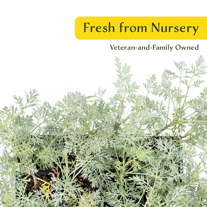 3 Powis Castle Wormwood, Live Plants in 2.5" Cubes (Artemisia 'Powis Castle') Evergreen Perennial Shrub with Finely Textured Silvery Foliage