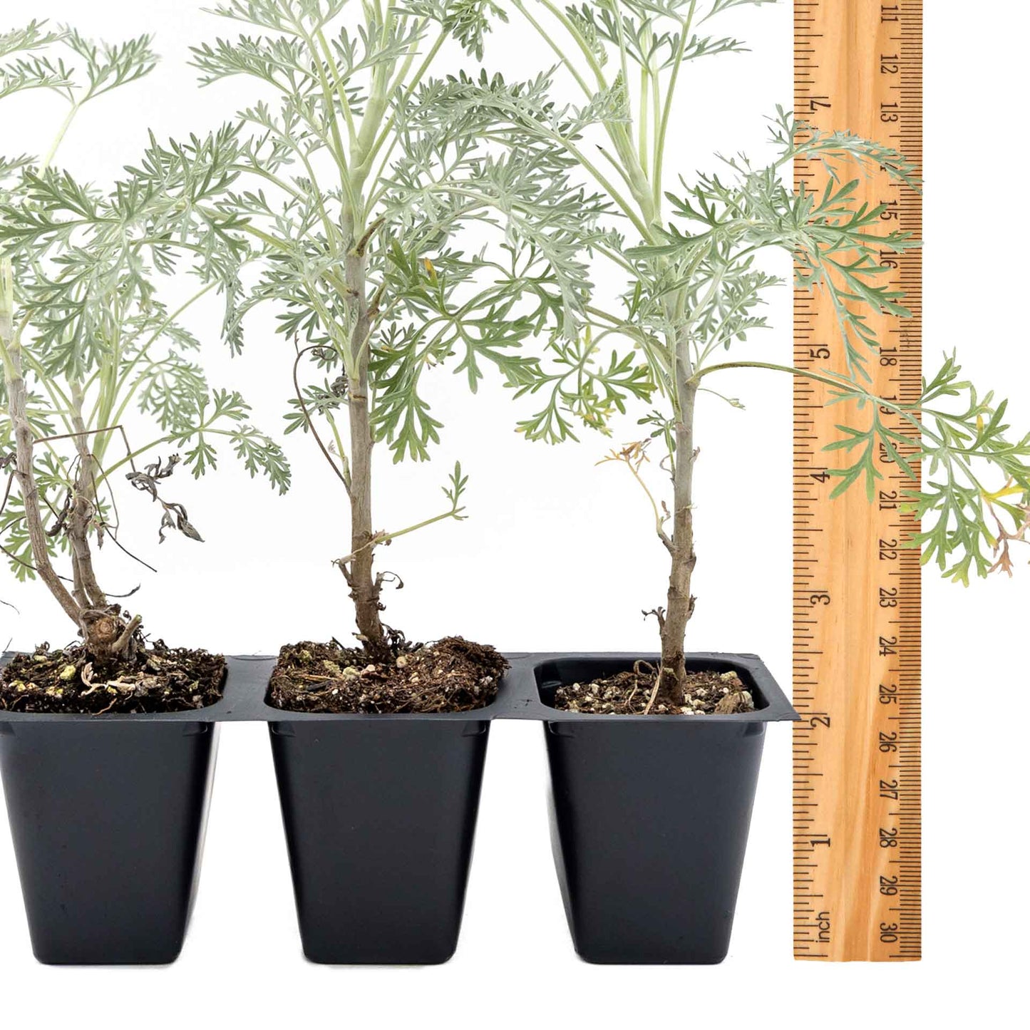 3 Powis Castle Wormwood, Live Plants in 2.5" Cubes (Artemisia 'Powis Castle') Evergreen Perennial Shrub with Finely Textured Silvery Foliage