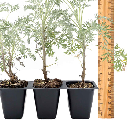 3 Powis Castle Wormwood, Live Plants in 2.5" Cubes (Artemisia 'Powis Castle') Evergreen Perennial Shrub with Finely Textured Silvery Foliage