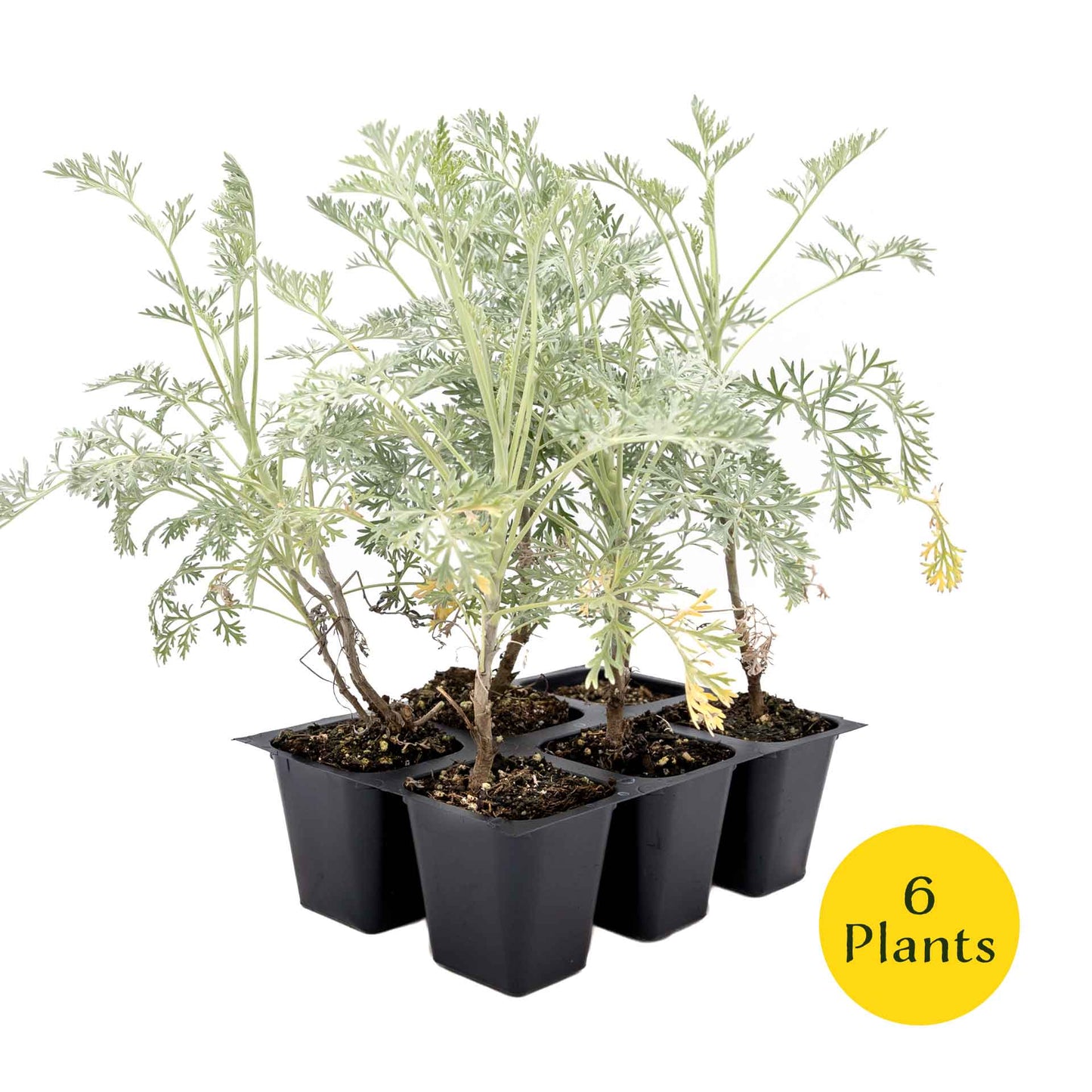 3 Powis Castle Wormwood, Live Plants in 2.5" Cubes (Artemisia 'Powis Castle') Evergreen Perennial Shrub with Finely Textured Silvery Foliage