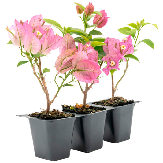 Purple Bougainvillea | Live Plant in 2.5 Inch Nursery Cube | Bougainvillea Brasiliensis