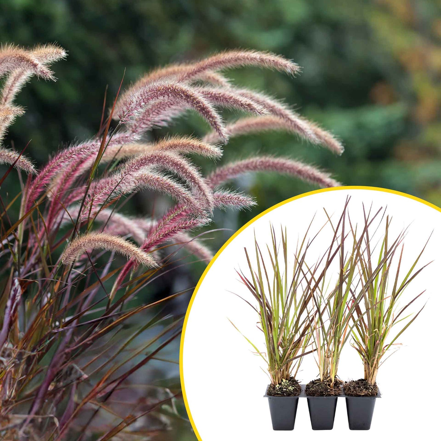 3 Purple Fountain Grass, Live Plants in 2.5" Cubes (Pennisetum S. Rubrum) Ornamental Grass with Burgundy Foliage and Purple Flower Plumes