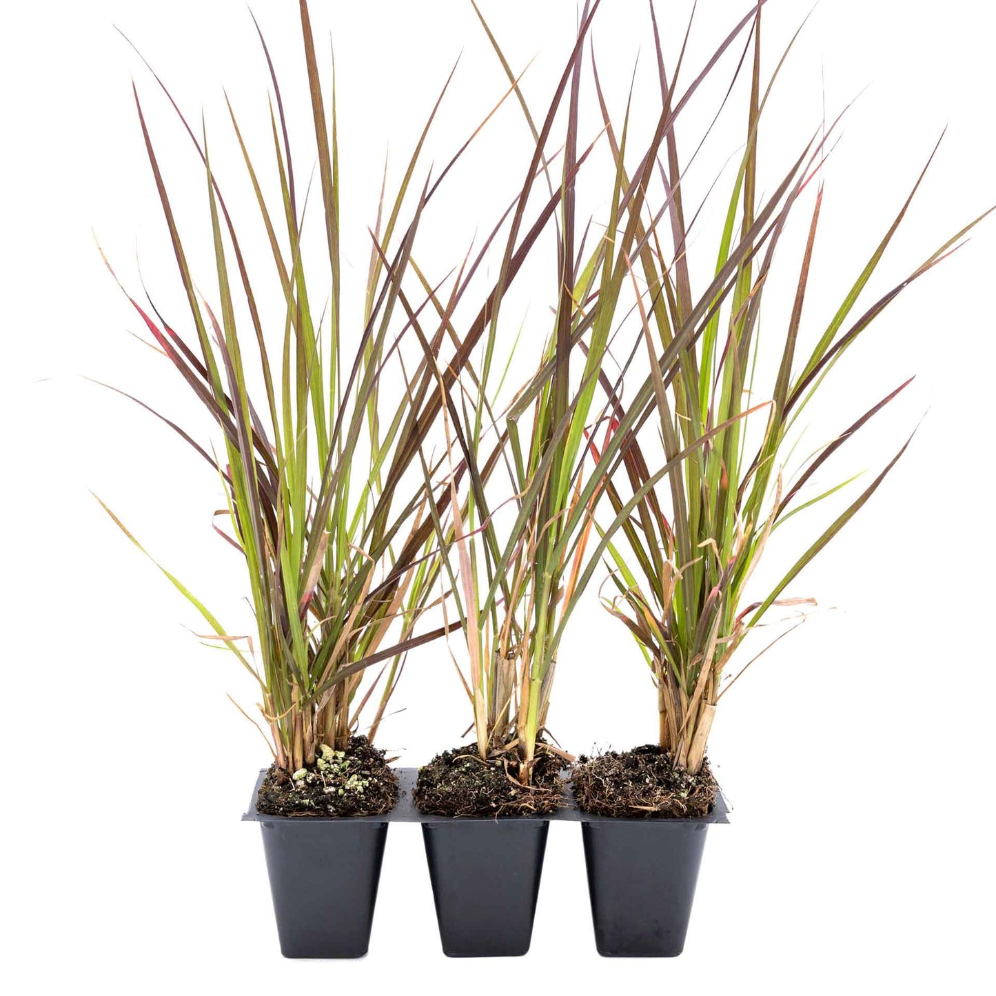 3 Purple Fountain Grass, Live Plants in 2.5" Cubes (Pennisetum S. Rubrum) Ornamental Grass with Burgundy Foliage and Purple Flower Plumes