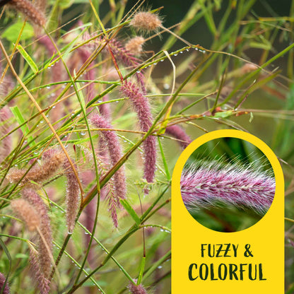 3 Purple Fountain Grass, Live Plants in 2.5" Cubes (Pennisetum S. Rubrum) Ornamental Grass with Burgundy Foliage and Purple Flower Plumes