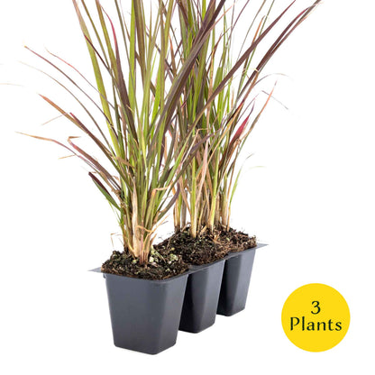 3 Purple Fountain Grass, Live Plants in 2.5" Cubes (Pennisetum S. Rubrum) Ornamental Grass with Burgundy Foliage and Purple Flower Plumes