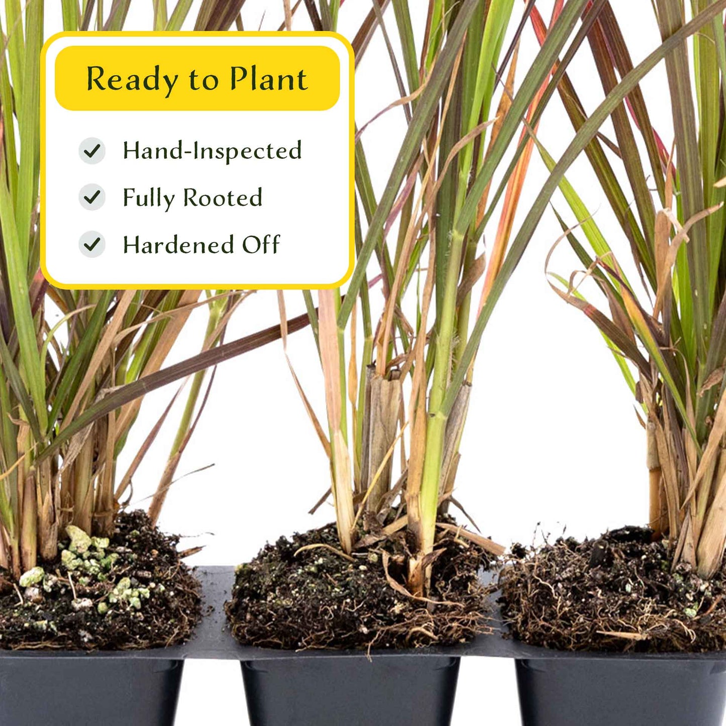 3 Purple Fountain Grass, Live Plants in 2.5" Cubes (Pennisetum S. Rubrum) Ornamental Grass with Burgundy Foliage and Purple Flower Plumes