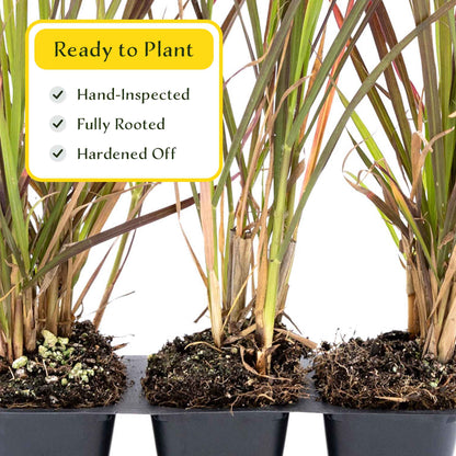 3 Purple Fountain Grass, Live Plants in 2.5" Cubes (Pennisetum S. Rubrum) Ornamental Grass with Burgundy Foliage and Purple Flower Plumes