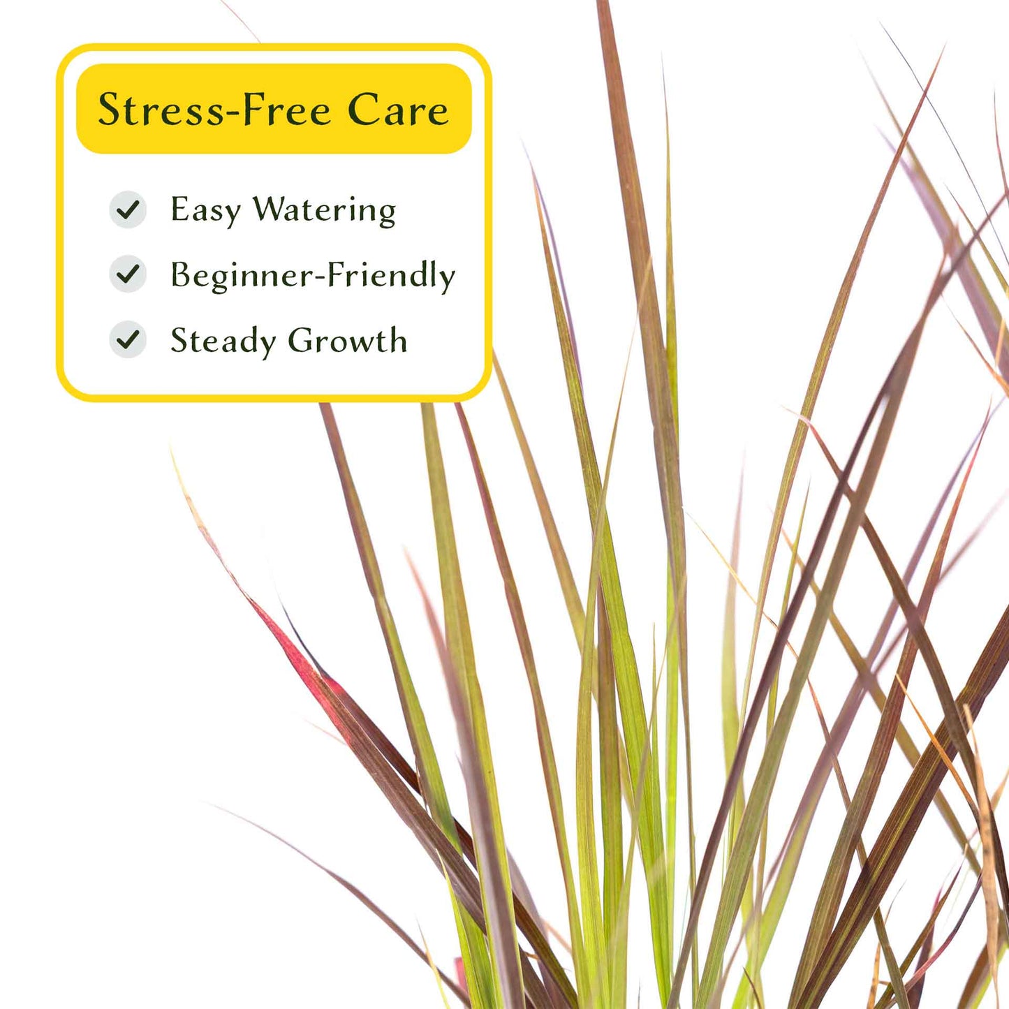 3 Purple Fountain Grass, Live Plants in 2.5" Cubes (Pennisetum S. Rubrum) Ornamental Grass with Burgundy Foliage and Purple Flower Plumes