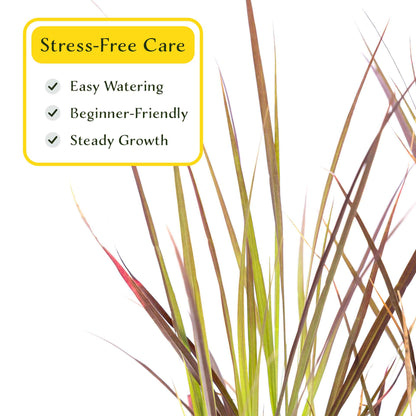 3 Purple Fountain Grass, Live Plants in 2.5" Cubes (Pennisetum S. Rubrum) Ornamental Grass with Burgundy Foliage and Purple Flower Plumes