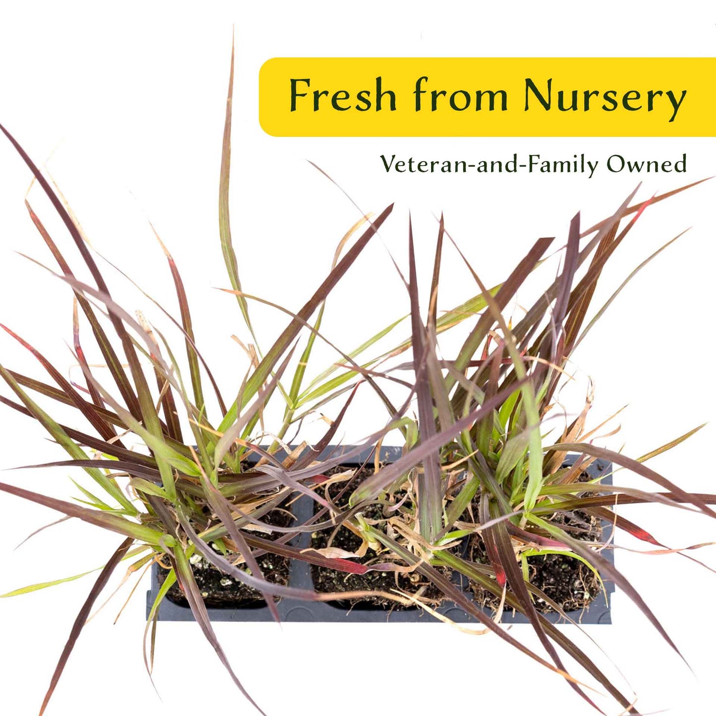 3 Purple Fountain Grass, Live Plants in 2.5" Cubes (Pennisetum S. Rubrum) Ornamental Grass with Burgundy Foliage and Purple Flower Plumes