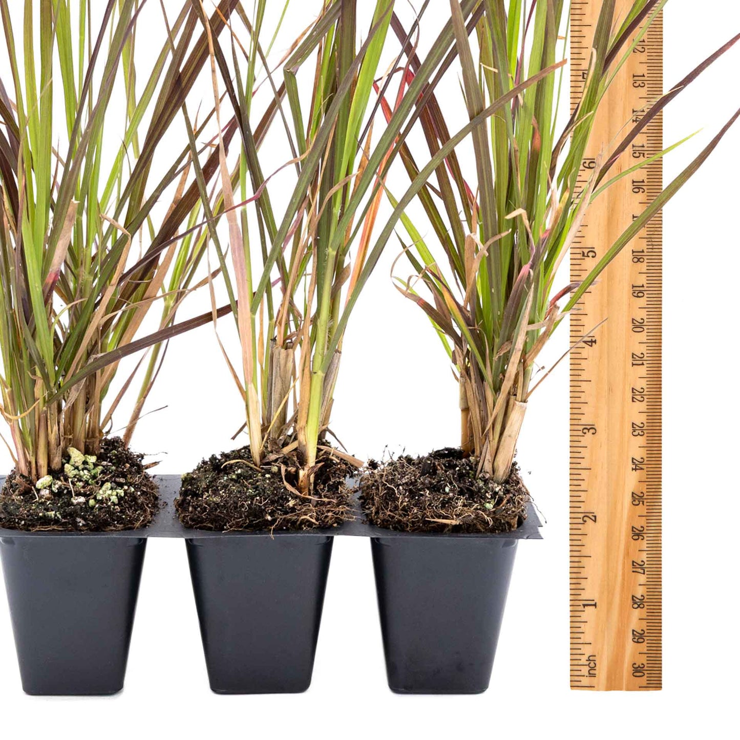3 Purple Fountain Grass, Live Plants in 2.5" Cubes (Pennisetum S. Rubrum) Ornamental Grass with Burgundy Foliage and Purple Flower Plumes
