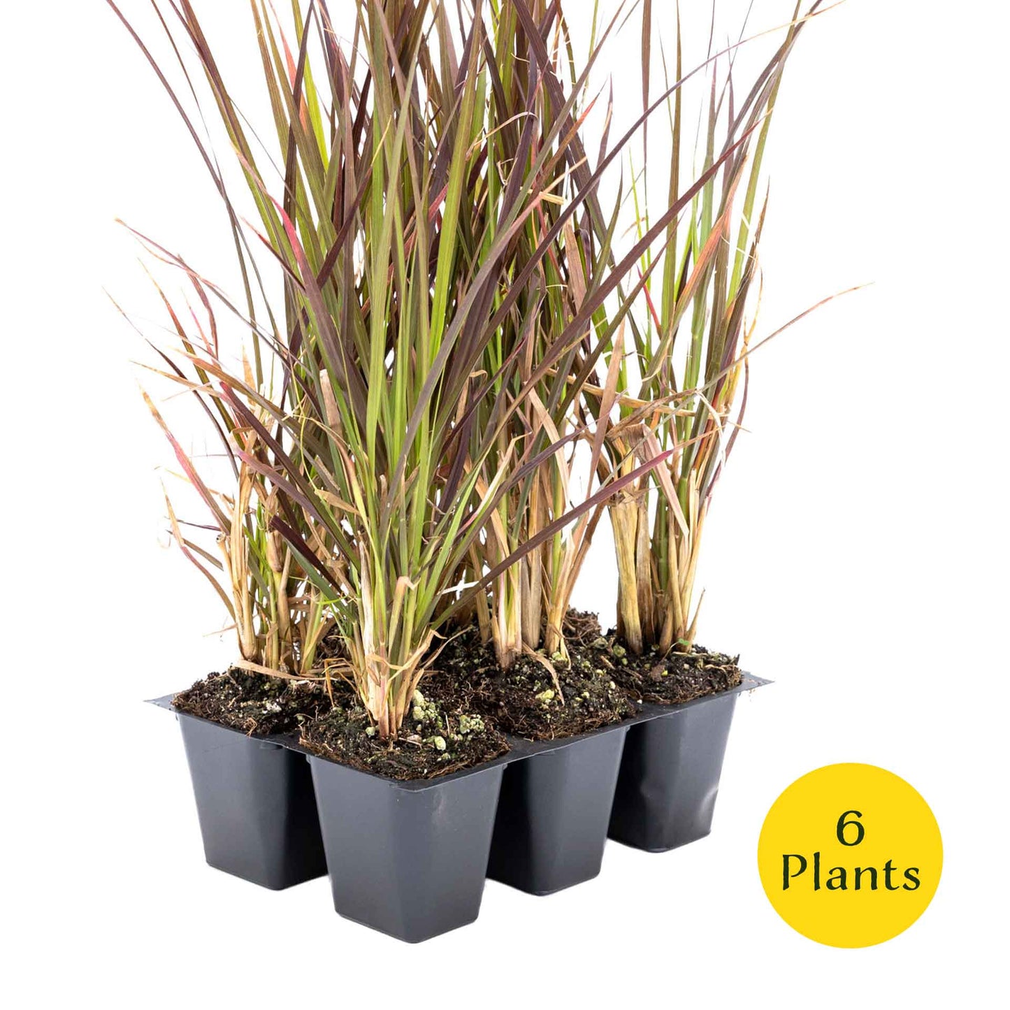 3 Purple Fountain Grass, Live Plants in 2.5" Cubes (Pennisetum S. Rubrum) Ornamental Grass with Burgundy Foliage and Purple Flower Plumes