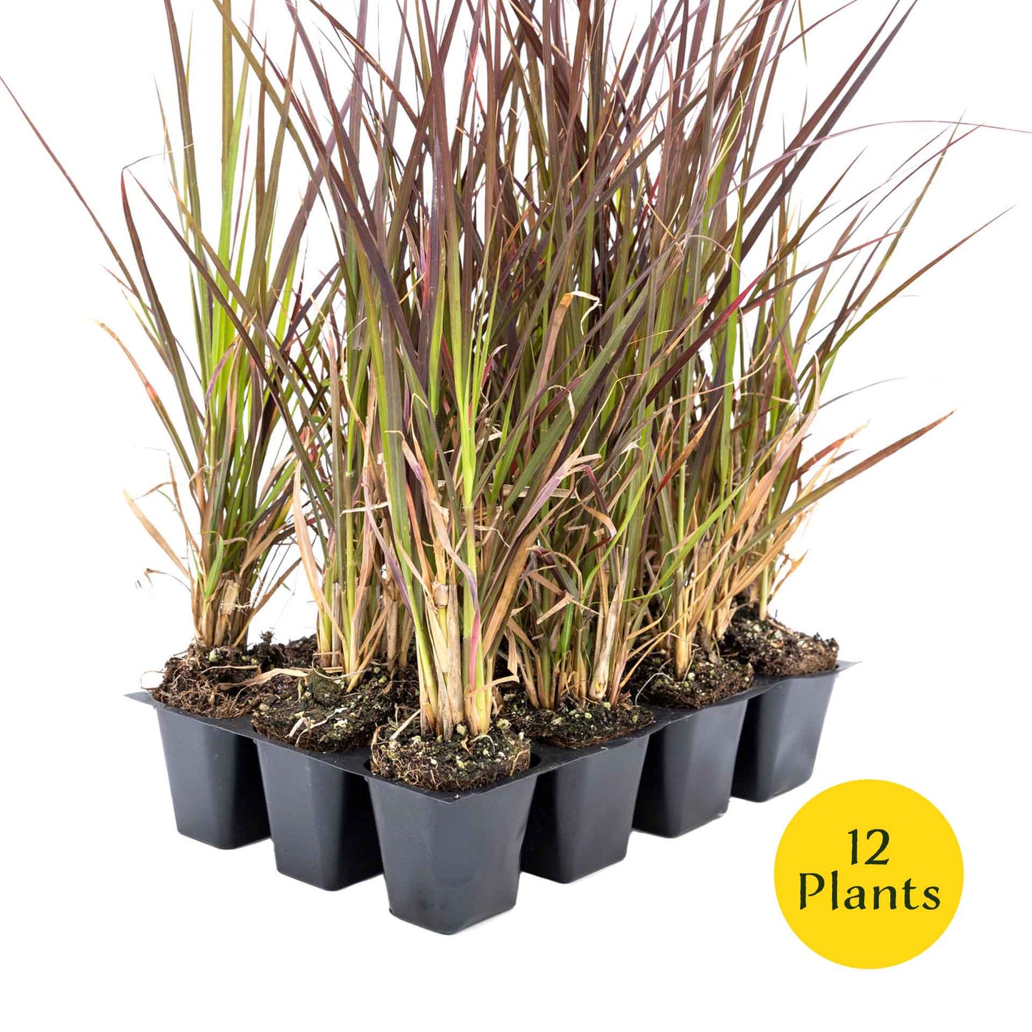 3 Purple Fountain Grass, Live Plants in 2.5" Cubes (Pennisetum S. Rubrum) Ornamental Grass with Burgundy Foliage and Purple Flower Plumes