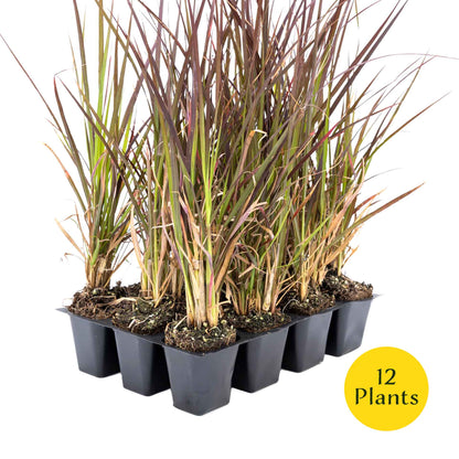 3 Purple Fountain Grass, Live Plants in 2.5" Cubes (Pennisetum S. Rubrum) Ornamental Grass with Burgundy Foliage and Purple Flower Plumes