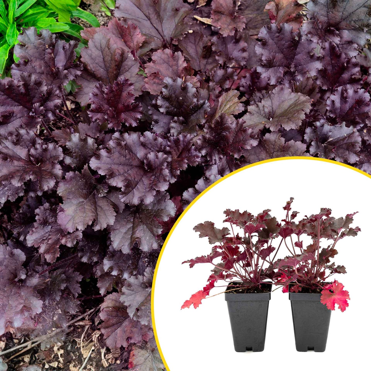 2 Purple Petticoats Coral Bells in 3.5” Cubes | Live Purple Ruffled Perennial Shade Plant for Borders & Pots (Heuchera 'Purple Petticoats')