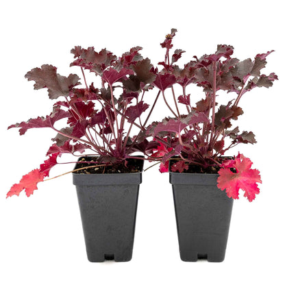 2 Purple Petticoats Coral Bells in 3.5” Cubes | Live Purple Ruffled Perennial Shade Plant for Borders & Pots (Heuchera 'Purple Petticoats')