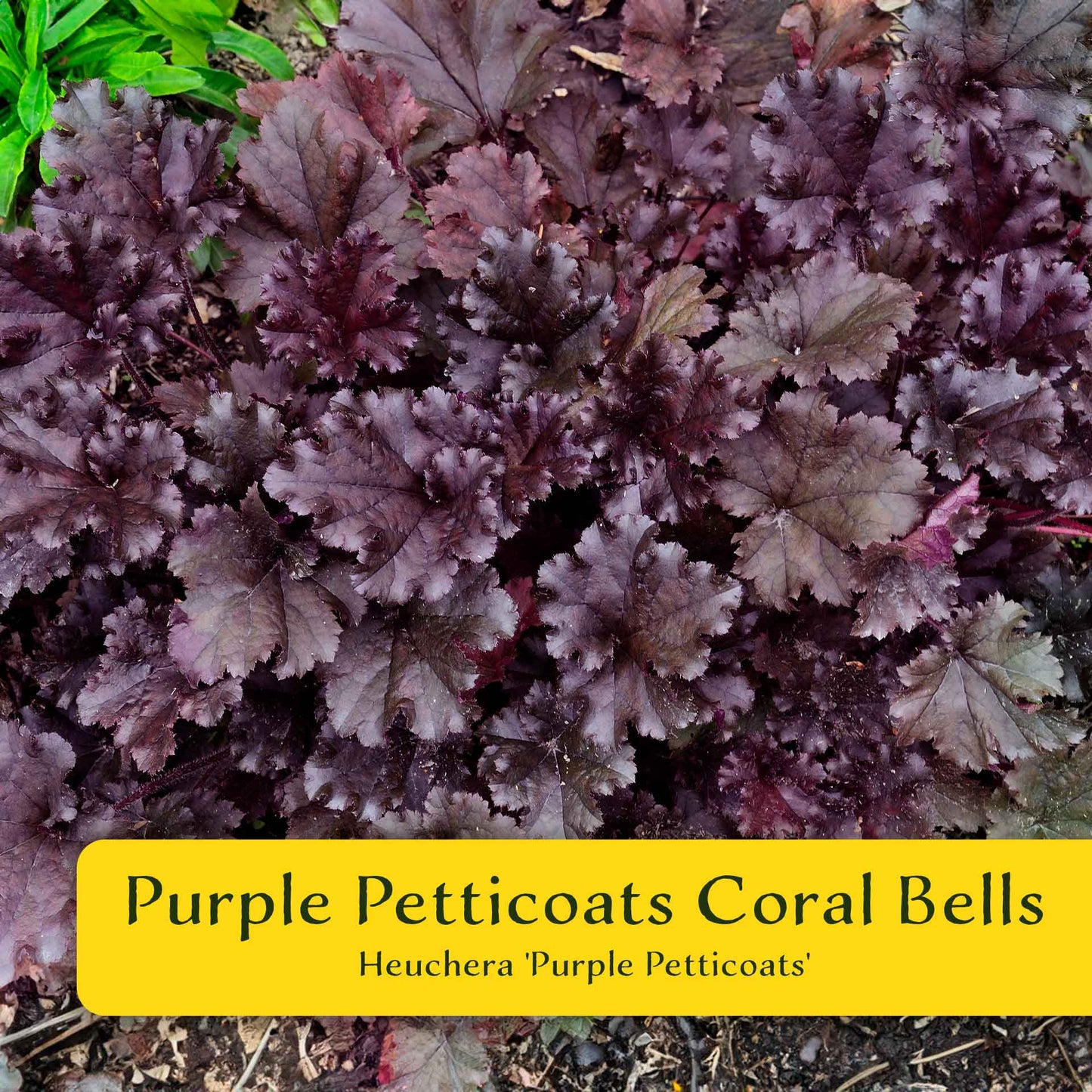 2 Purple Petticoats Coral Bells in 3.5” Cubes | Live Purple Ruffled Perennial Shade Plant for Borders & Pots (Heuchera 'Purple Petticoats')
