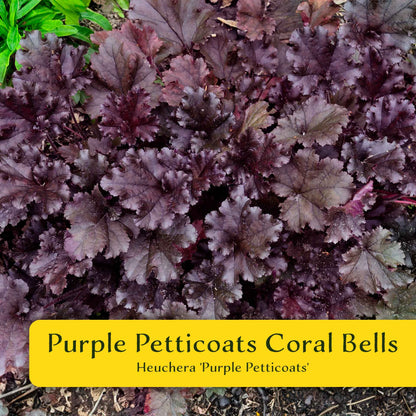 2 Purple Petticoats Coral Bells in 3.5” Cubes | Live Purple Ruffled Perennial Shade Plant for Borders & Pots (Heuchera 'Purple Petticoats')