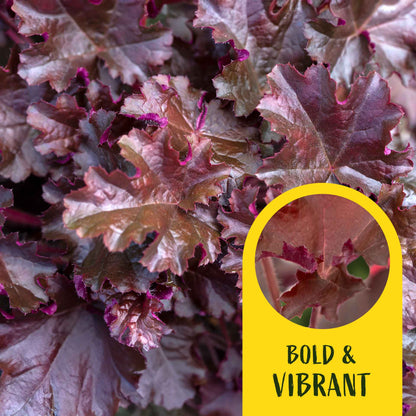 2 Purple Petticoats Coral Bells in 3.5” Cubes | Live Purple Ruffled Perennial Shade Plant for Borders & Pots (Heuchera 'Purple Petticoats')