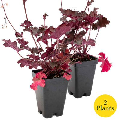 2 Purple Petticoats Coral Bells in 3.5” Cubes | Live Purple Ruffled Perennial Shade Plant for Borders & Pots (Heuchera 'Purple Petticoats')