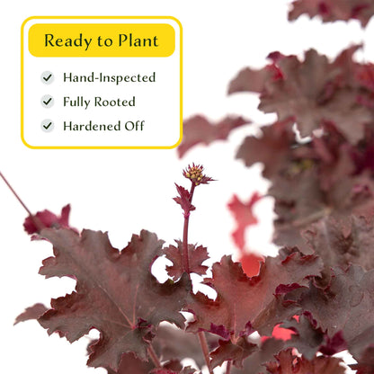 2 Purple Petticoats Coral Bells in 3.5” Cubes | Live Purple Ruffled Perennial Shade Plant for Borders & Pots (Heuchera 'Purple Petticoats')