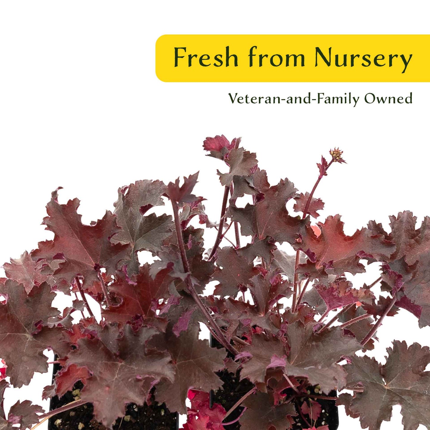 2 Purple Petticoats Coral Bells in 3.5” Cubes | Live Purple Ruffled Perennial Shade Plant for Borders & Pots (Heuchera 'Purple Petticoats')