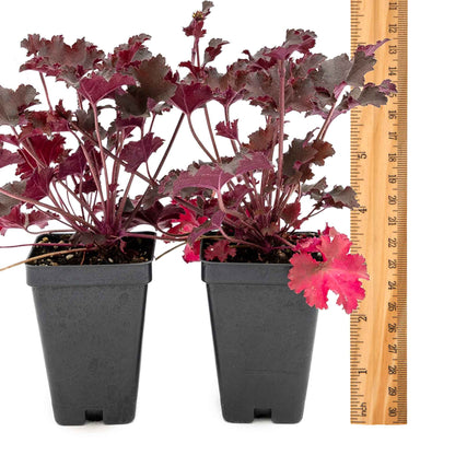2 Purple Petticoats Coral Bells in 3.5” Cubes | Live Purple Ruffled Perennial Shade Plant for Borders & Pots (Heuchera 'Purple Petticoats')