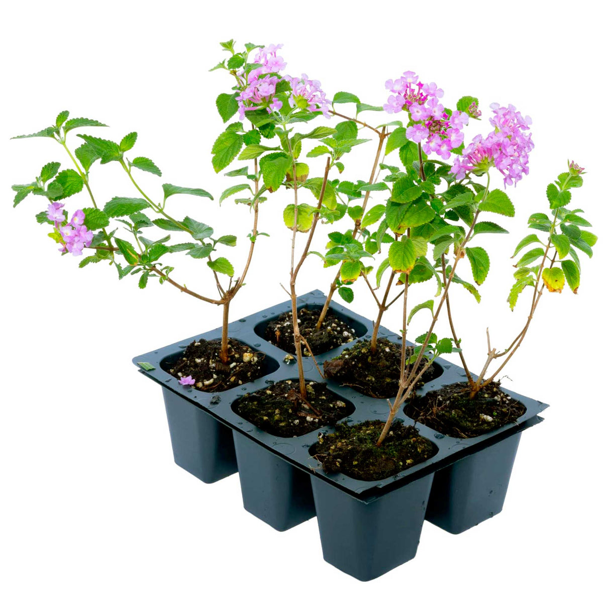 3 Trailing Purple Lantana (Lantana montevidensis) | Spreading Habit with Purple Blooms | Pollinator-Friendly Plant for Borders & Groundcover