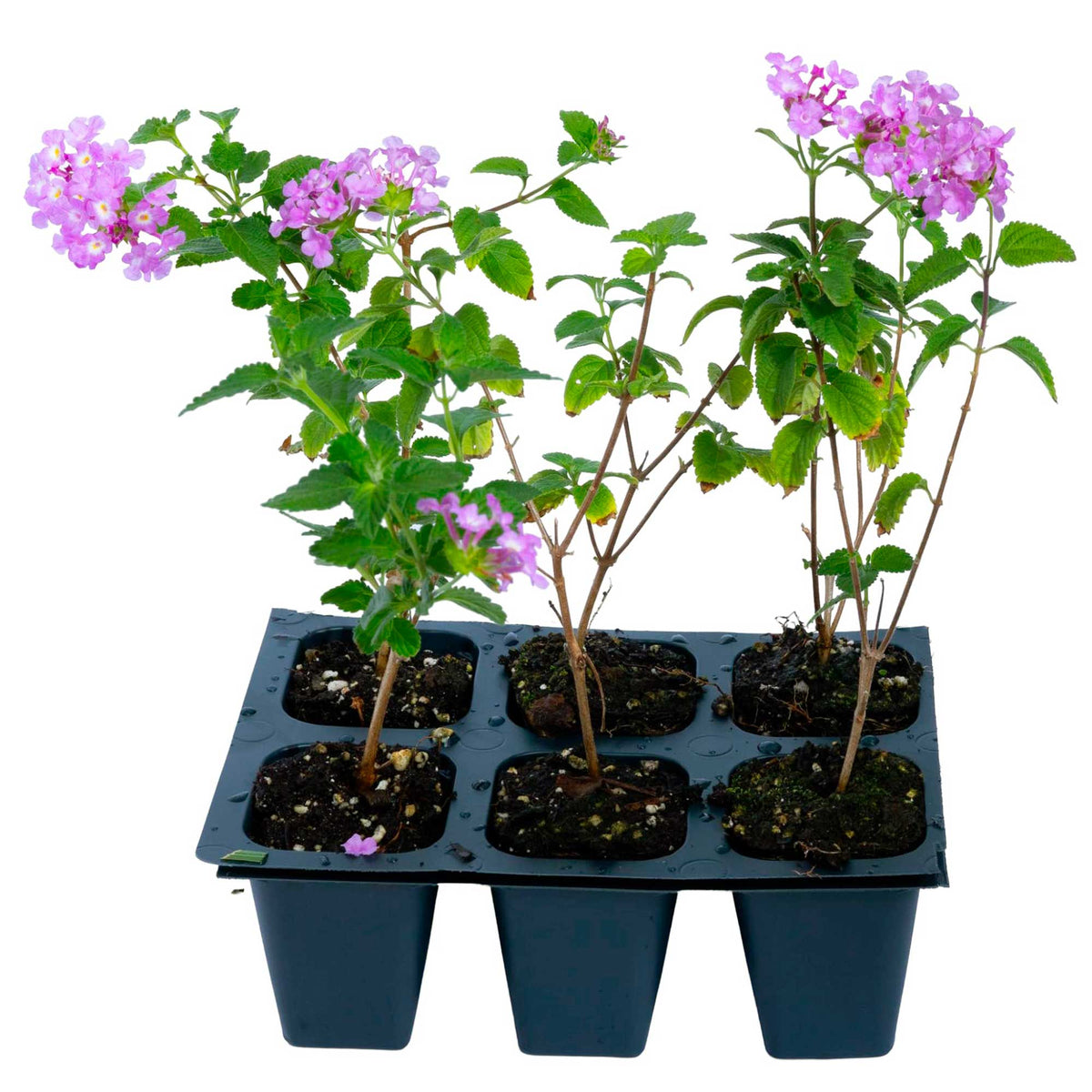 3 Trailing Purple Lantana (Lantana montevidensis) | Spreading Habit with Purple Blooms | Pollinator-Friendly Plant for Borders & Groundcover