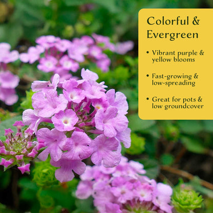 3 Trailing Purple Lantana (Lantana montevidensis) | Spreading Habit with Purple Blooms | Pollinator-Friendly Plant for Borders & Groundcover