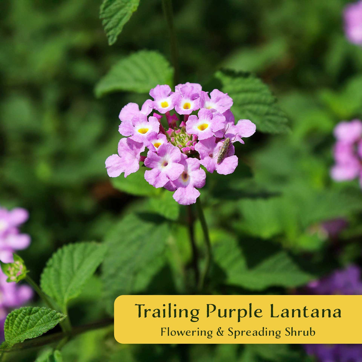 3 Trailing Purple Lantana (Lantana montevidensis) | Spreading Habit with Purple Blooms | Pollinator-Friendly Plant for Borders & Groundcover