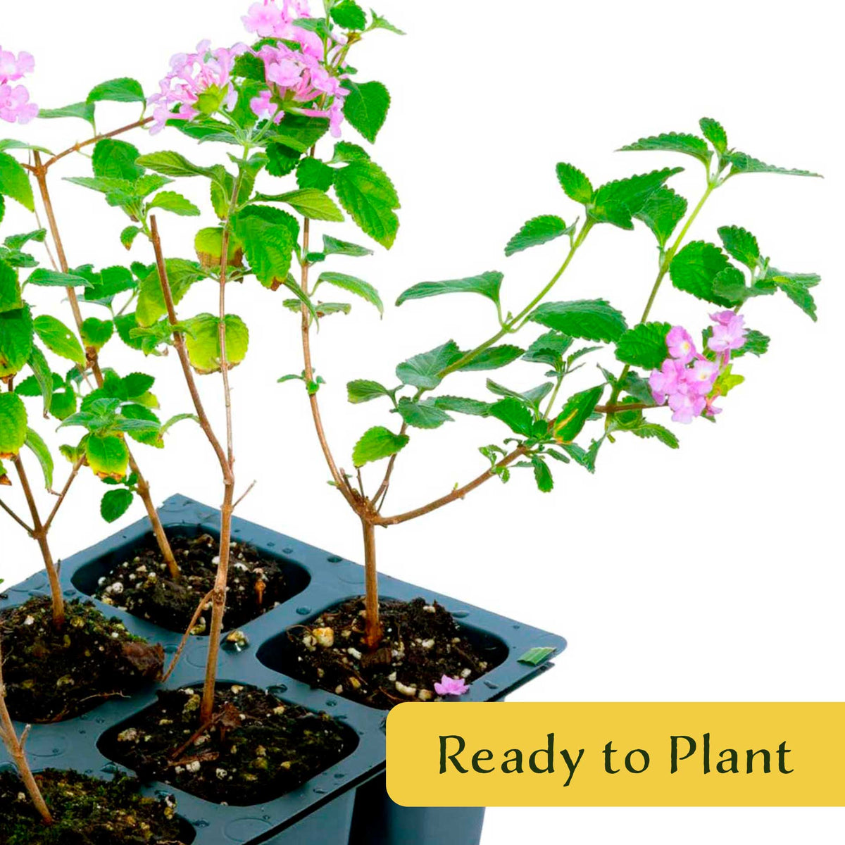 3 Trailing Purple Lantana (Lantana montevidensis) | Spreading Habit with Purple Blooms | Pollinator-Friendly Plant for Borders & Groundcover