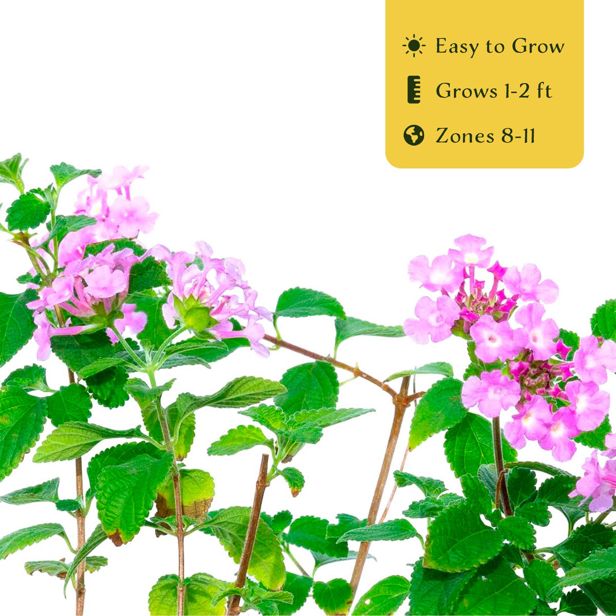 3 Trailing Purple Lantana (Lantana montevidensis) | Spreading Habit with Purple Blooms | Pollinator-Friendly Plant for Borders & Groundcover