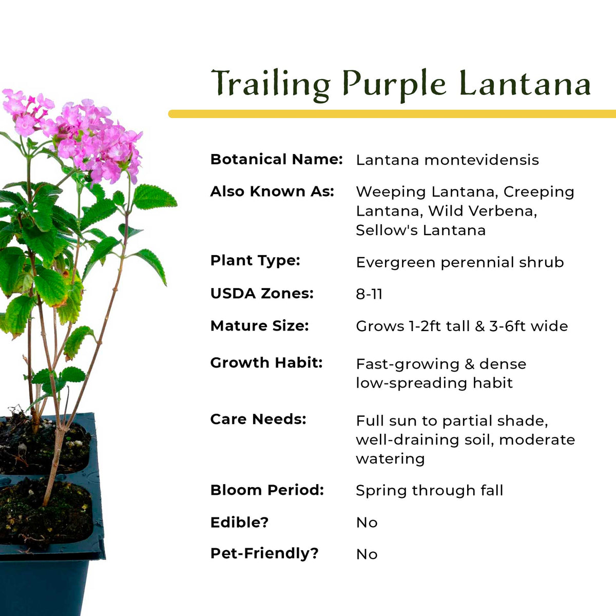 3 Trailing Purple Lantana (Lantana montevidensis) | Spreading Habit with Purple Blooms | Pollinator-Friendly Plant for Borders & Groundcover