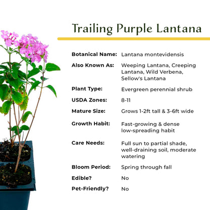 3 Trailing Purple Lantana (Lantana montevidensis) | Spreading Habit with Purple Blooms | Pollinator-Friendly Plant for Borders & Groundcover