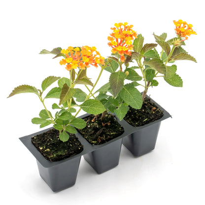 Radiation Lantana | Live Plant in 2.5 Inch Nursery Cube | Lantana Camara 'Radiation'