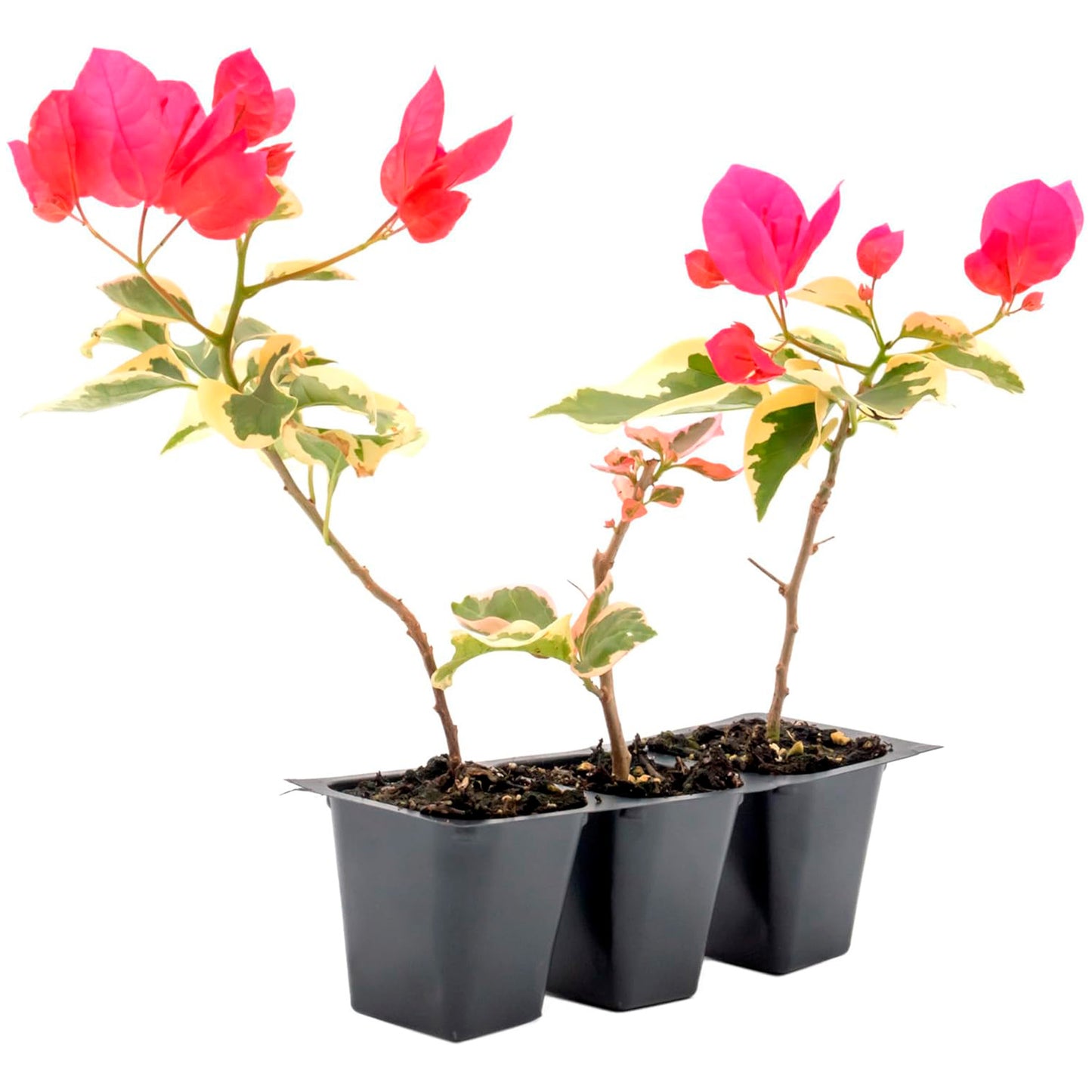 Raspberry Ice Bougainvillea | Live Plant in 2.5 Inch Nursery Cube | Bougainvillea × Buttiana