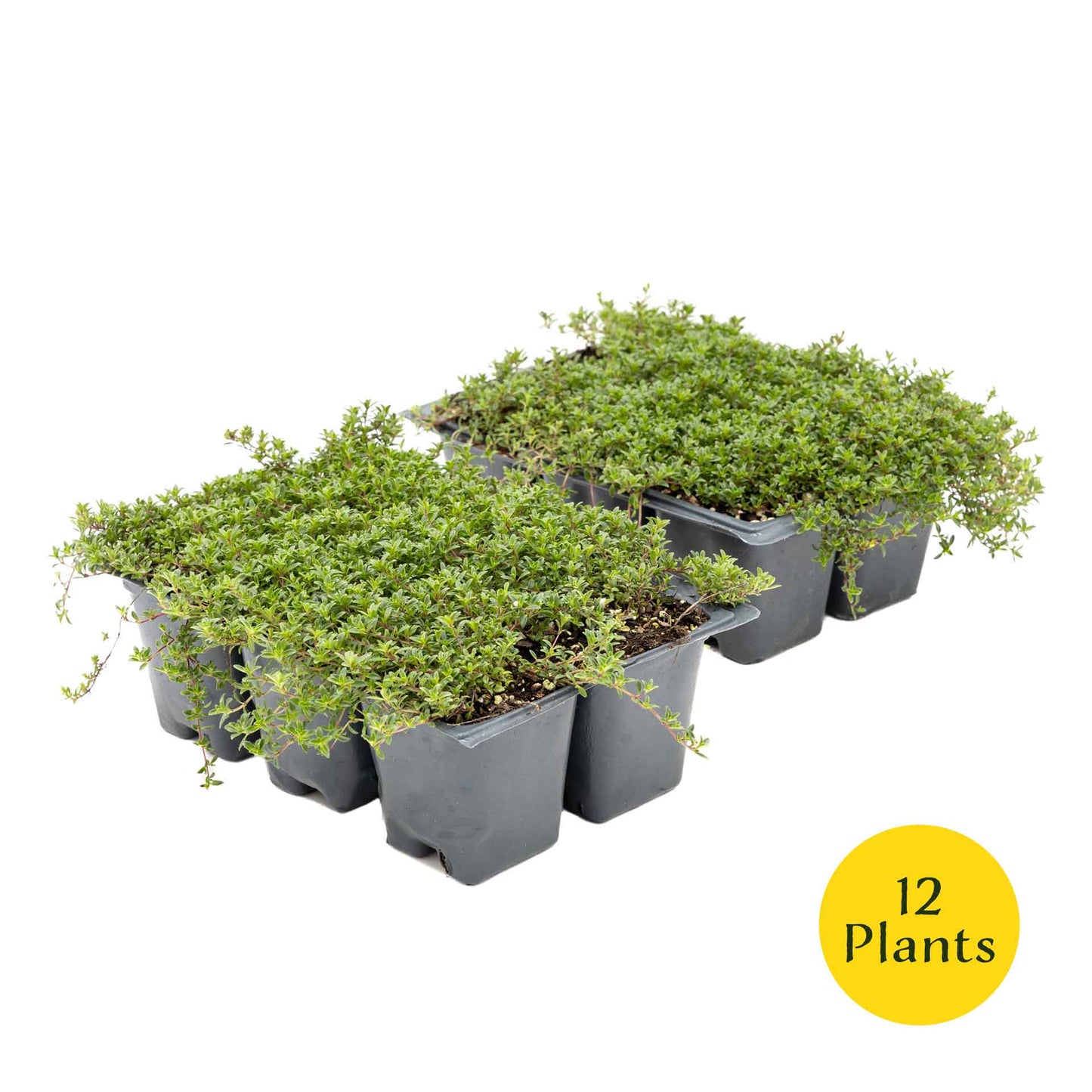 3 Red Creeping Thyme in 2.5" Cubes | Fragrant Evergreen Groundcover with Red-Pink Blooms for Pots & Landscaping (Thymus praecox ‘Coccineus’)