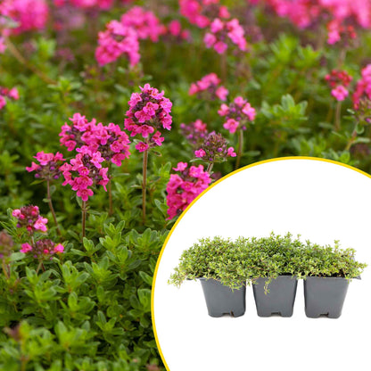 3 Red Creeping Thyme in 2.5" Cubes | Fragrant Evergreen Groundcover with Red-Pink Blooms for Pots & Landscaping (Thymus praecox ‘Coccineus’)