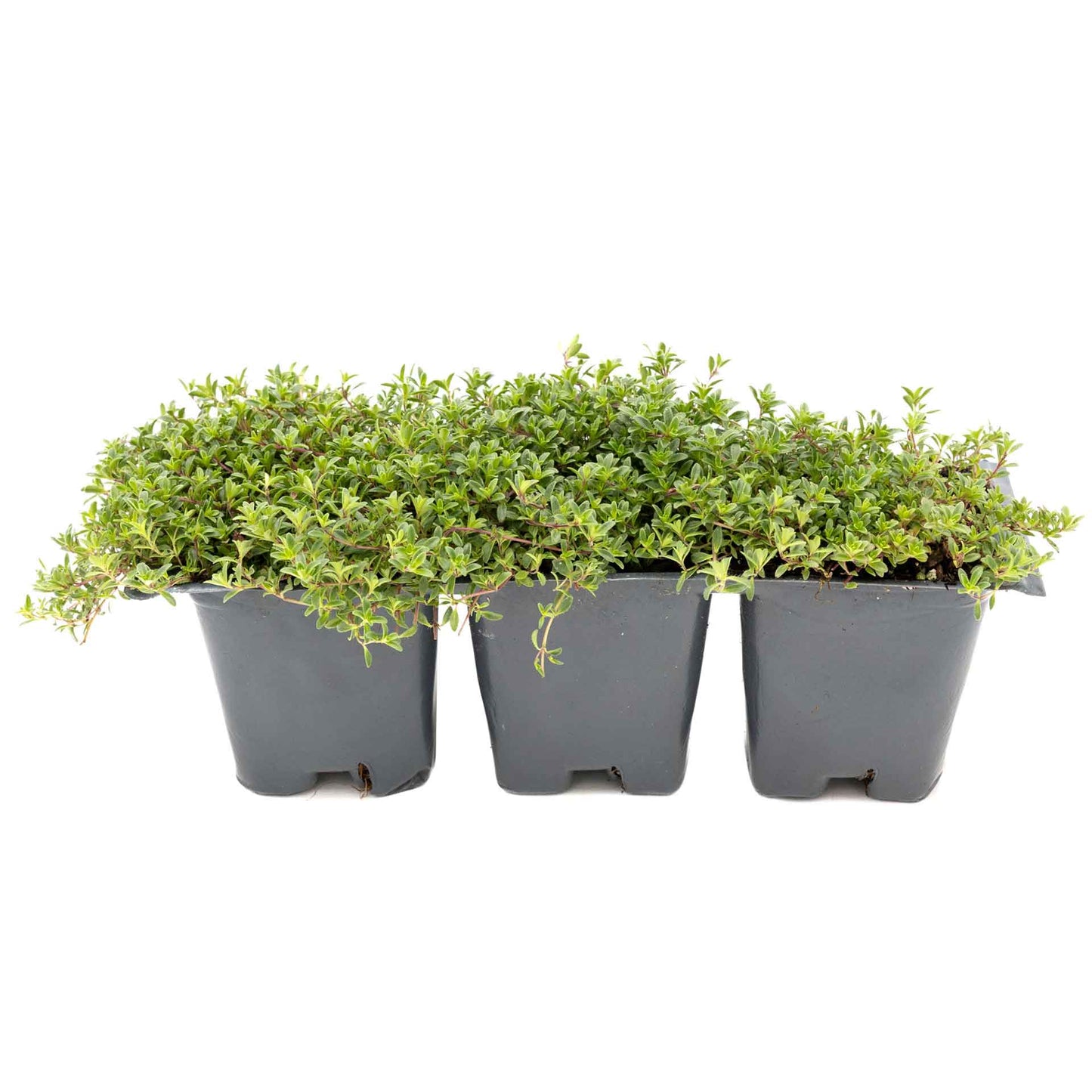 3 Red Creeping Thyme in 2.5" Cubes | Fragrant Evergreen Groundcover with Red-Pink Blooms for Pots & Landscaping (Thymus praecox ‘Coccineus’)