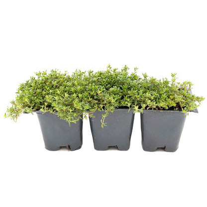 3 Red Creeping Thyme in 2.5" Cubes | Fragrant Evergreen Groundcover with Red-Pink Blooms for Pots & Landscaping (Thymus praecox ‘Coccineus’)