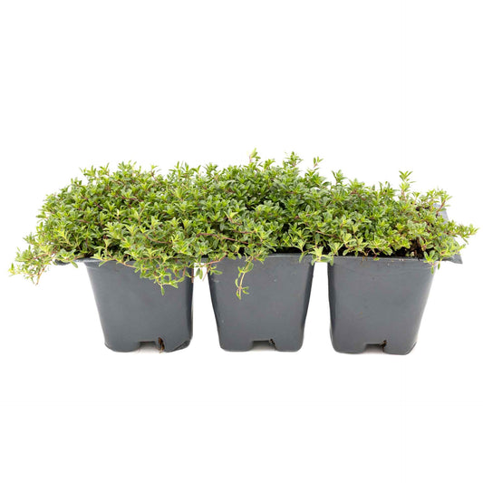 3 Red Creeping Thyme in 2.5" Cubes | Fragrant Evergreen Groundcover with Purple Blooms for Pots & Landscaping (Thymus praecox ‘Coccineus’)