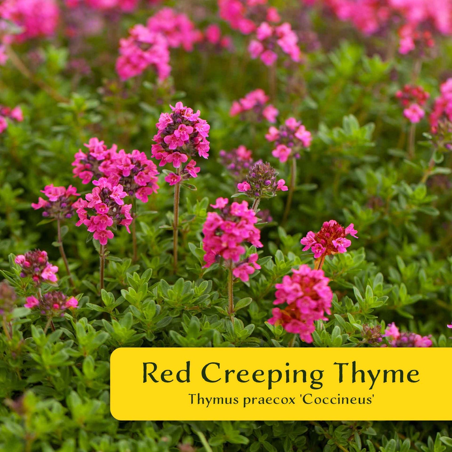 3 Red Creeping Thyme in 2.5" Cubes | Fragrant Evergreen Groundcover with Red-Pink Blooms for Pots & Landscaping (Thymus praecox ‘Coccineus’)